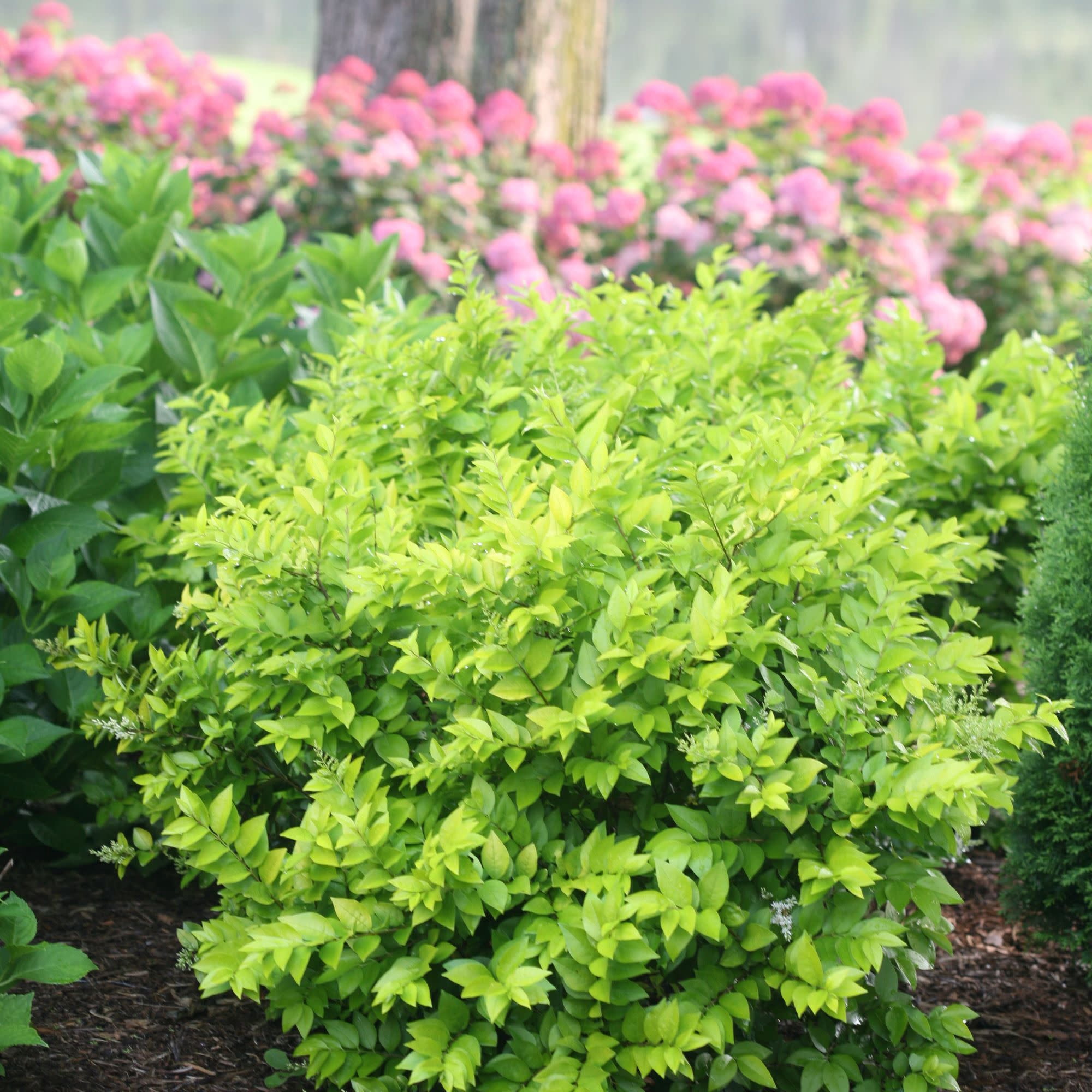Proven Winners ColorChoice 6" Yellow Golden Ticket Privet Live Plant in 7.5" Pot