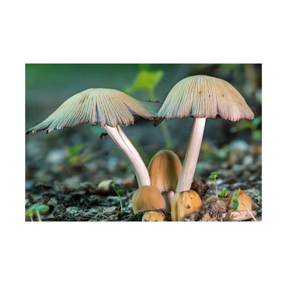 Canvas Wall Art - Gordon Semmens 'Textures 36' Wall Art for Living Room, Bedroom, or Office Décor by Trademark Fine Art - 19 x 12 Inches