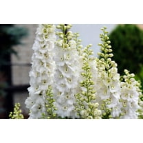 150 WHITE KING LARKSPUR Delphinium Consolida Giant Imperial Flower Seeds