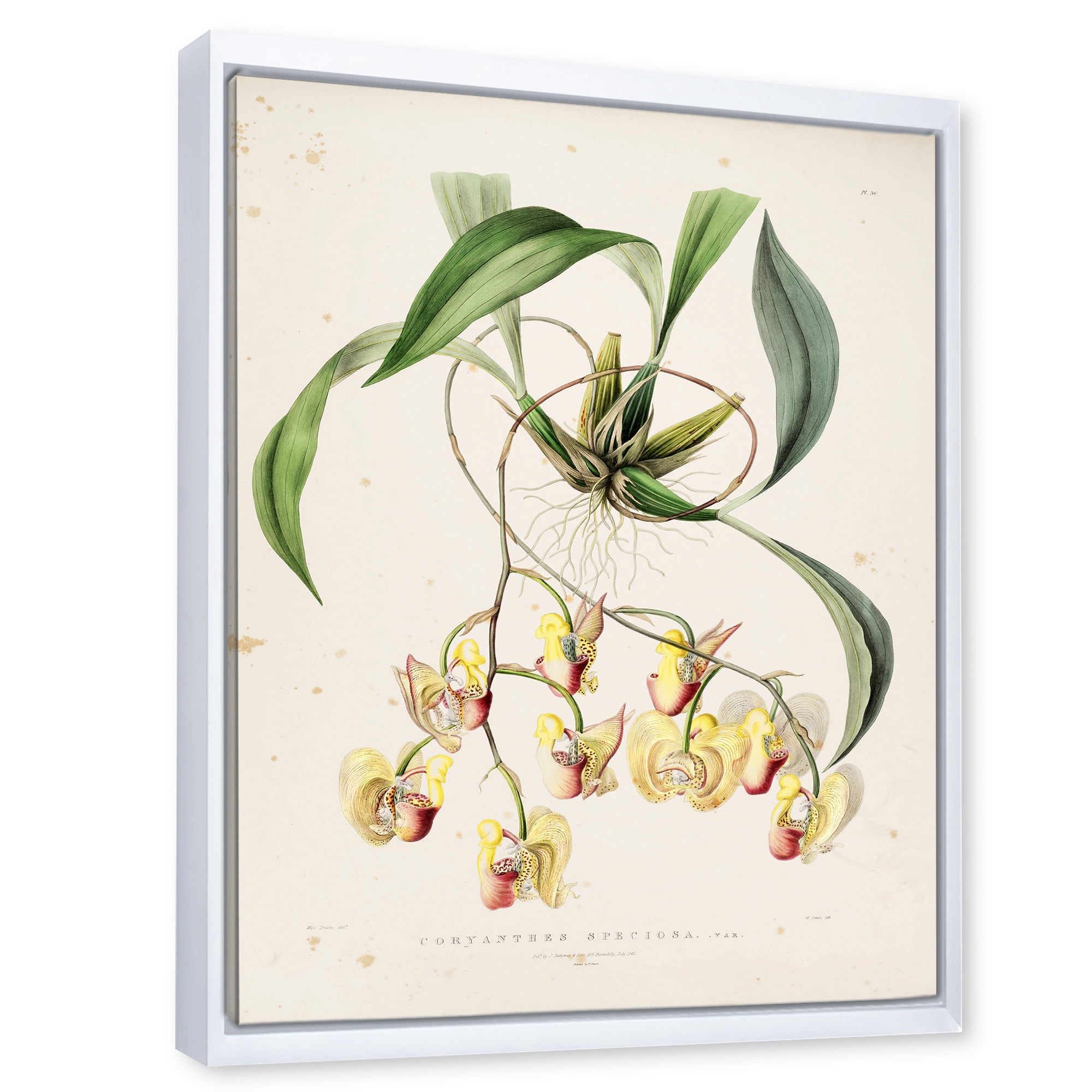 Designart 'Blossoming Vintage Flower I' Traditional Framed Canvas Wall Art Print