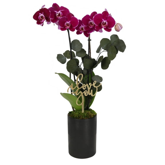 5” Dark Purple Orchid Garden in Black Rockefeller Pottery with Preserved Green Stems – Love You Collection