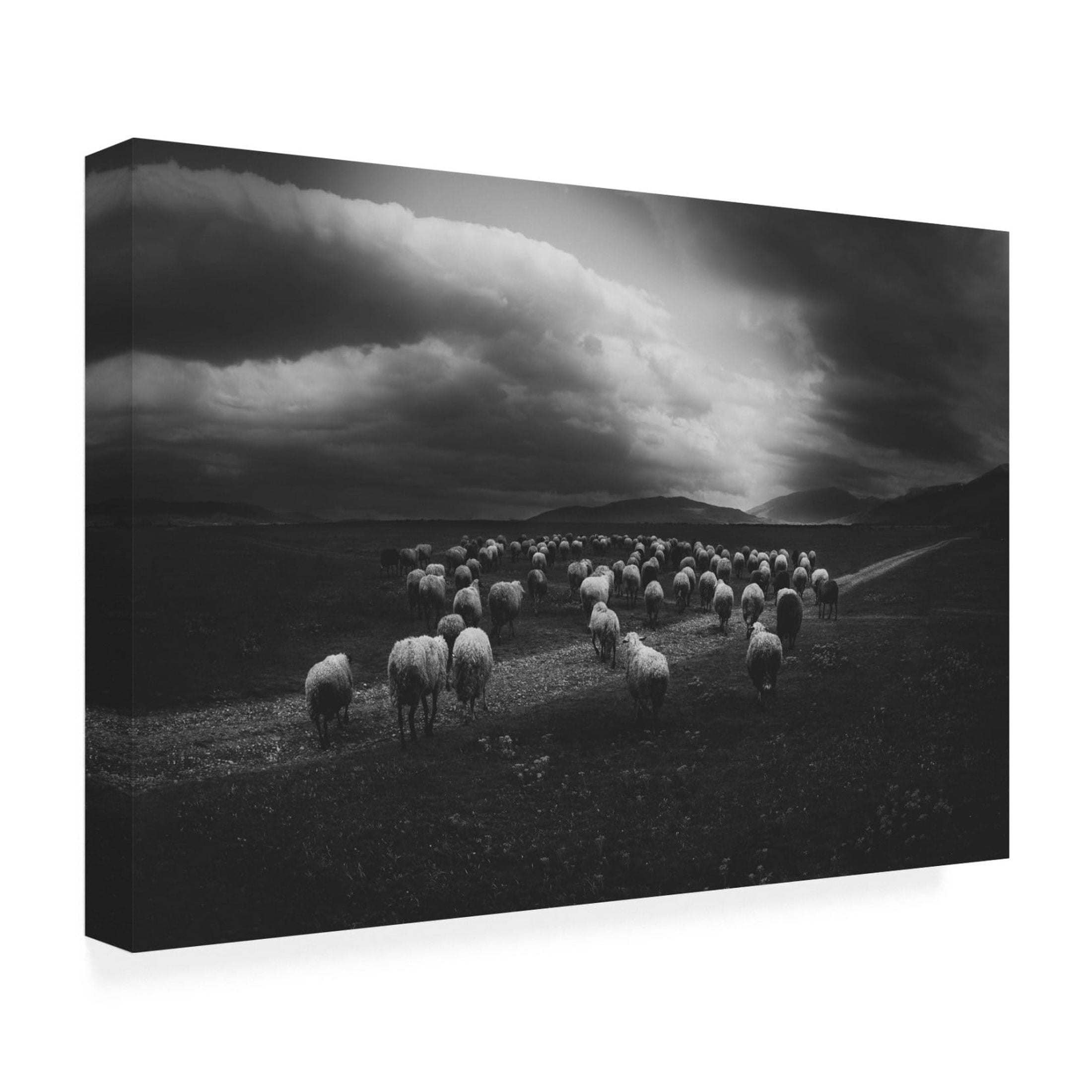 Canvas Wall Art - Todor Tanev 'Sheep Landscape' Wall Art for Living Room, Bedroom, or Office D?cor by Trademark Fine Art - 19 x 12 Inches