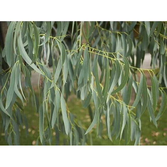 50 Spinning Gum Eucalyptus Seeds Tree Flower Perennial Flowers Seed 1343