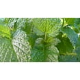 thumbnail image 5 of Lemon Mint Seeds/ Annual/ Full Sun/ 19K Seeds 1/4 oz/ Zellajake Farm and Garden - B65, 5 of 5