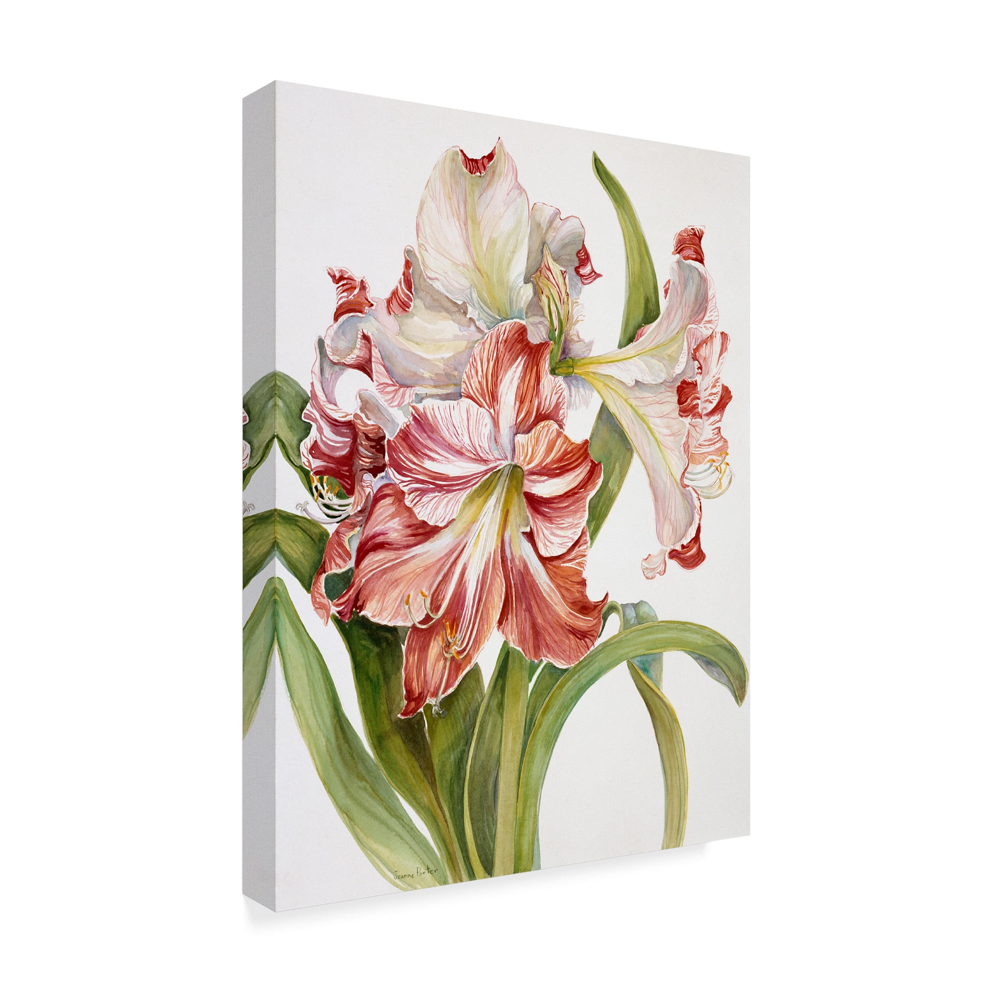 Trademark Fine Art 'Red And White Amaryllis' Canvas Art by Joanne Porter