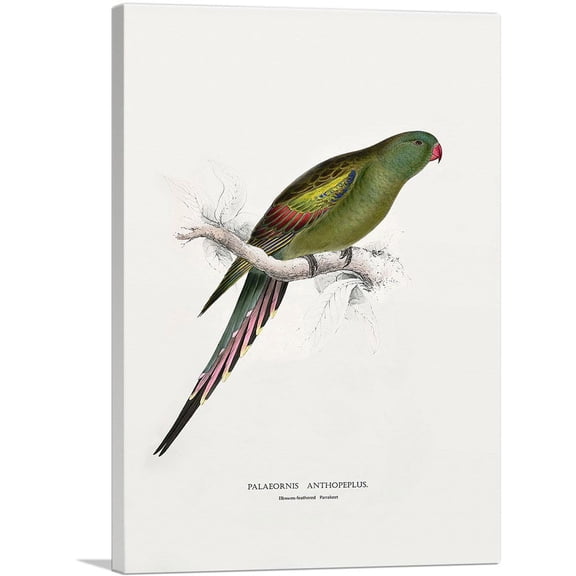ARTCANVAS Blossom-Feathered Parakeet Canvas Art Print by Edward Lear - Size: 12" x 8" (0.75" Deep)