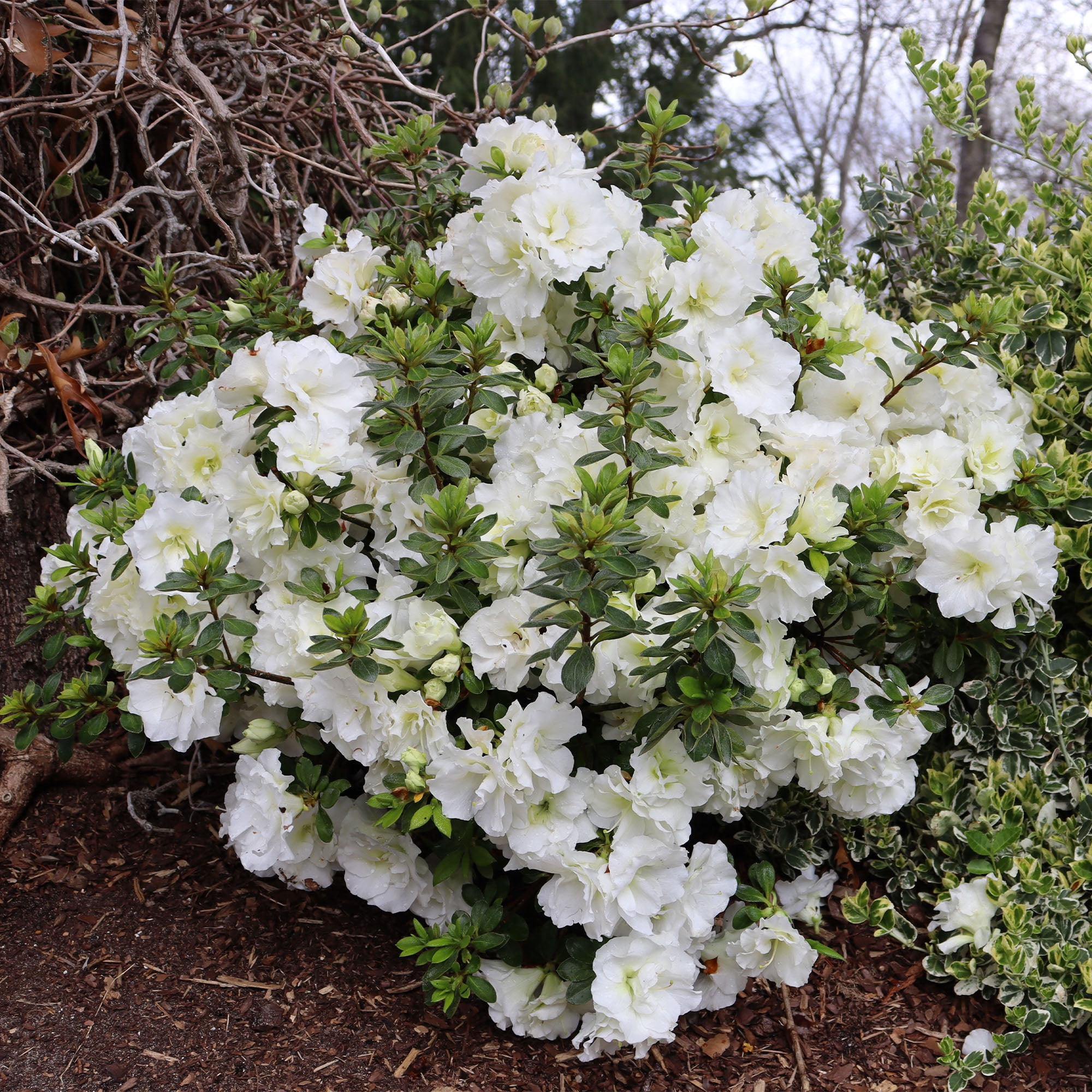 Proven Winners ColorChoice Perfecto Mundo Double White Azalea Live Shrub (2 Gallon)