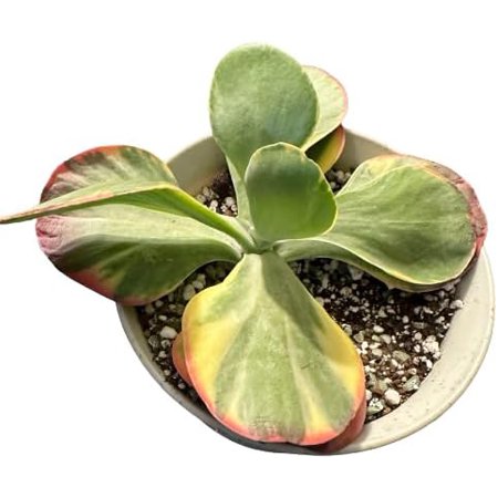 Kalachoe Flapjacks in 6’inch Pot