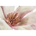 thumbnail image 3 of Poinski, Dianne 18x13 Black Modern Framed Museum Art Print Titled - Pink Magnolia 3, 3 of 5