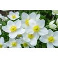 thumbnail image 5 of 5 MADONNA ANEMONE Sylvestris White & Yellow Flower Seeds, 5 of 9