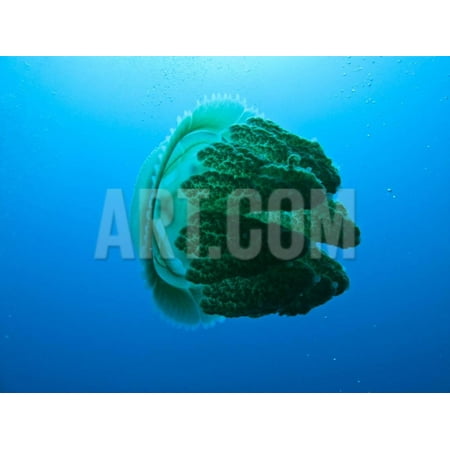 Side View of Jelly Fish at the Great Barrier Reef Australia Print Wall Art By (Best Royal Jelly Australia)