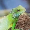 thumbnail image 2 of Fondo para terrario de reptiles, corteza para reptiles, corcho para reptiles, suministros para reptiles, 2 of 7