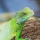 thumbnail image 3 of Reptile Terrario Terrario Targento de gecko, 3 of 8