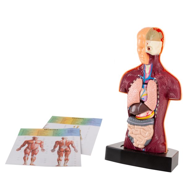 Anatomy Model Human Body Torso With Removable Organs By Hey Play Walmart Com Walmart Com
