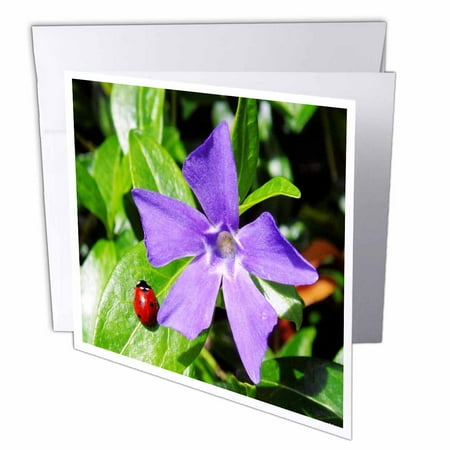 Ladybug On Savinca Purple Flower 12 Greeting Cards with envelopes gc-57607-2