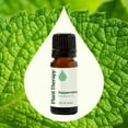 thumbnail image 3 of Plant Therapy Peppermint Essential Oil 10 mL (1/3 oz) 100% Pure, Undiluted, Natural Aromatherapy for Diffuser & Topical Use, Digestion, Respiratory, & Massage, Peppermint Oil for Skin & Hair, 3 of 9