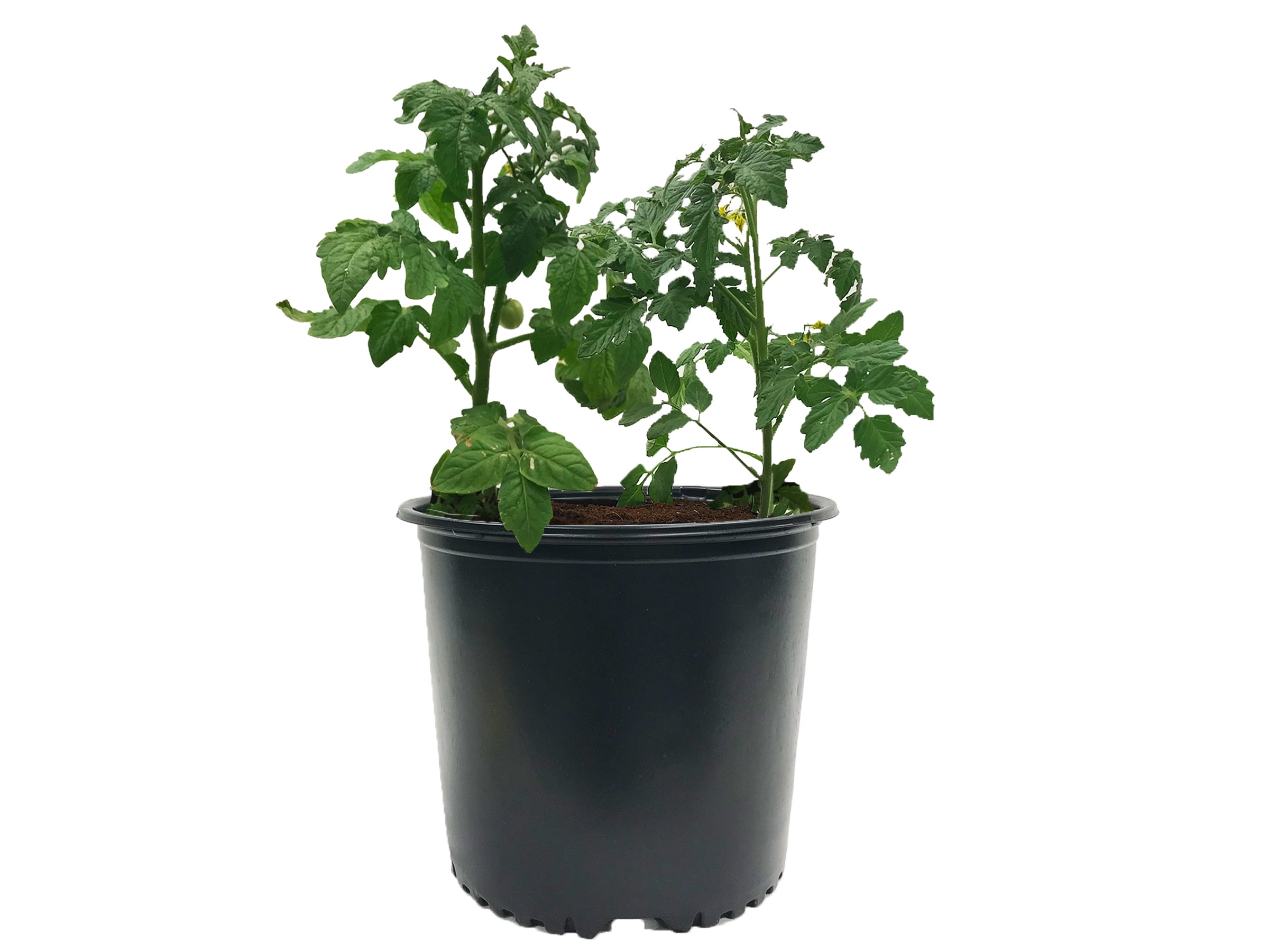 Plastic Garden Nursery Pots, Set of 20