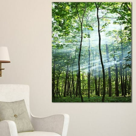 Act Green - Design Art 'Green Sunny Forest' Photographic Print on Wrapped Canvas