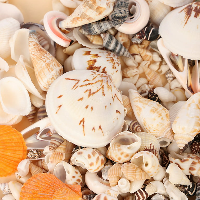  PH PandaHall Sea Shells, 466pcs 15 Style Spiral Shell Beads  Undrilled Tiny Natural Sea Shell Ocean Spiral Seashells Miniature Shells  for Resin Candle Party Wedding Decor Fish Tank Vase Filler, No