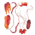 thumbnail image 4 of 1 Set Roto Cuerpo Partes Halloween Decoraciones Halloween Halloween Roto, 4 of 6