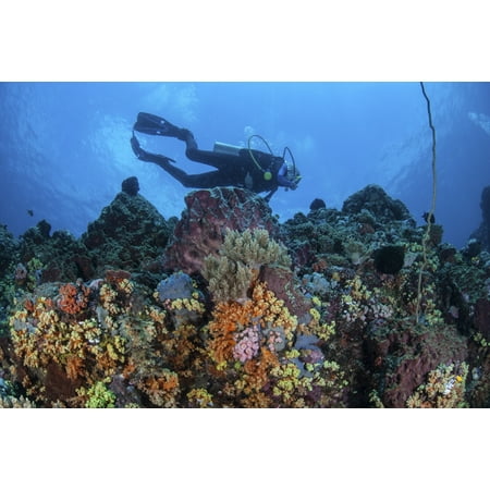 A scuba diver swims above a colorful coral reef near the island of Sulawesi Indonesia This beautiful tropical region is home to an incredible variety of marine life Poster