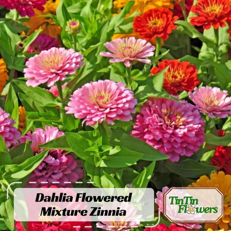 30 Zinnia Seeds - Dahlia Flowered Mixture - Zinnia - Flower Mix for Planting