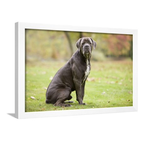 Cane Corso Italian Mastiff Framed Print Wall Art