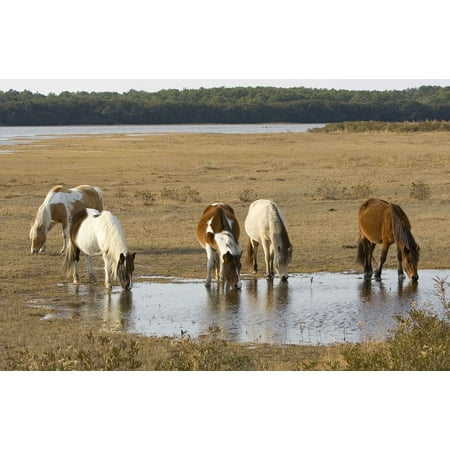 - Canvas Print Prairie Wild Ponies Grazing Ponies Drinking Feral Stretched Canvas 10 x 14