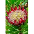 thumbnail image 2 of Engelbrecht, Jim 13x18 White Modern Wood Framed Museum Art Print Titled - King Protea flower, 2 of 4