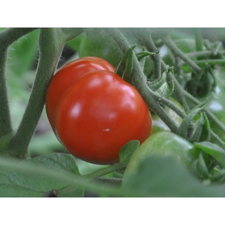 Stupice Tomato 4 Plants - Very Early/ Exceptional (Best Time To Plant Tomatoes In South Florida)