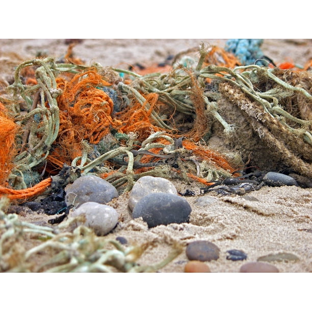 Beach North Sea Sea Coast Flotsam And Jetsam20 Inch By 30 Inch