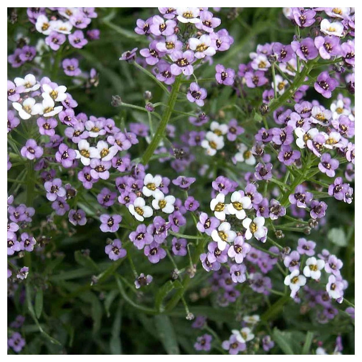 Everwilde Farms - 1 lb Royal Carpet Sweet Alyssum Garden Flower Seeds - Gold Vault Bulk Seed Packet