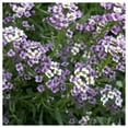 thumbnail image 4 of Everwilde Farms - 1 lb Royal Carpet Sweet Alyssum Garden Flower Seeds - Gold Vault Bulk Seed Packet, 4 of 4