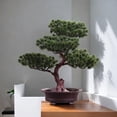 thumbnail image 6 of YWMJZEU Artificial Bonsai Pine Potted Plant Decoration Desk Display Durable Realistic PP Style C, 6 of 9
