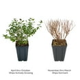 thumbnail image 4 of Bloomin' Jumbo Pint Poprocks Petite Spirea Live Shrub, Deer Resistant, 4 of 9