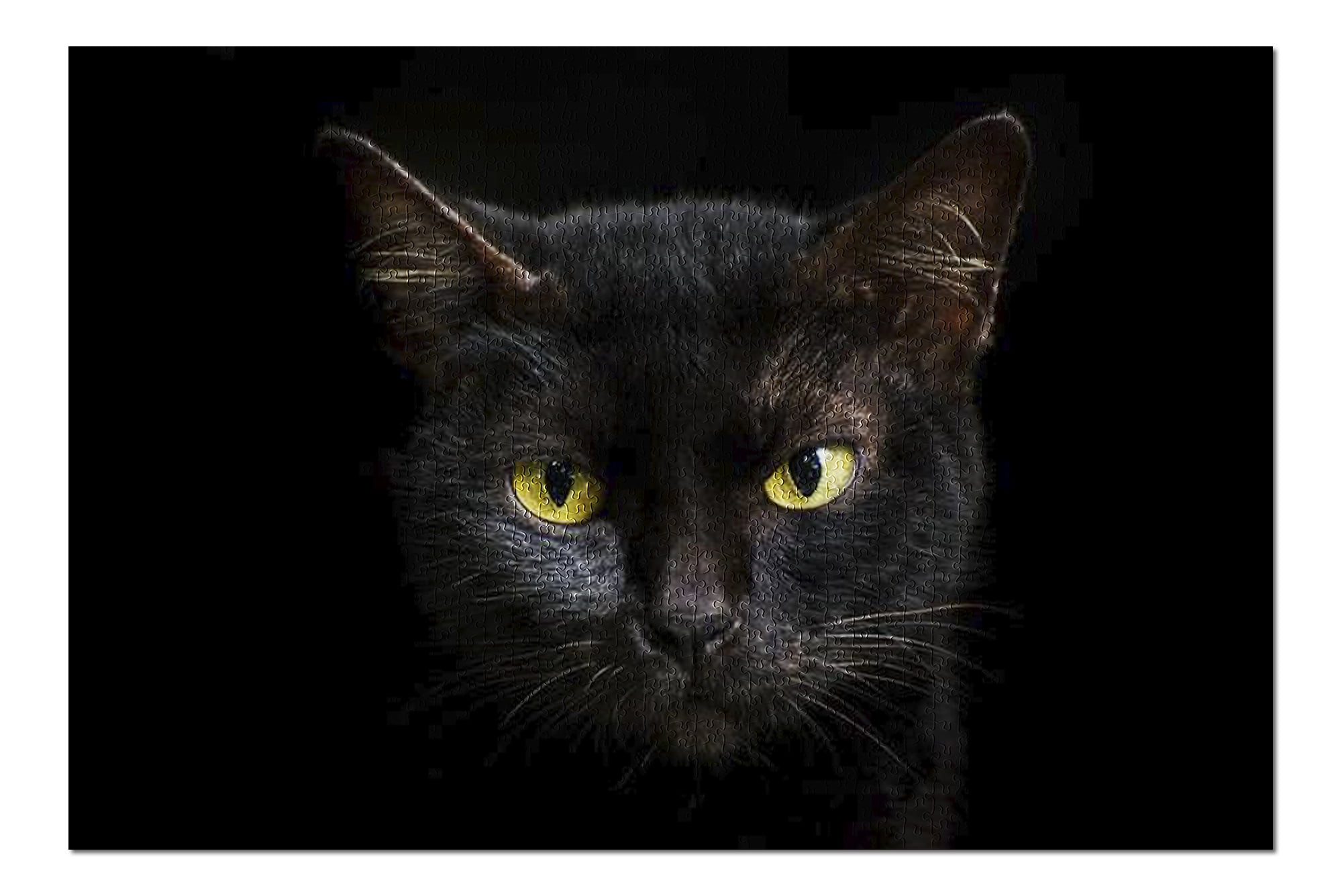Closeup Portrait of a Black Cat Face  with Yellow Eyes 