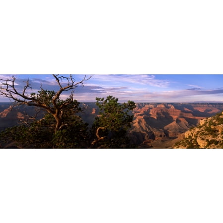 Pinyon Pine on rim trail South Rim Grand Canyon National Park Arizona USA Stretched Canvas - Panoramic Images (27 x