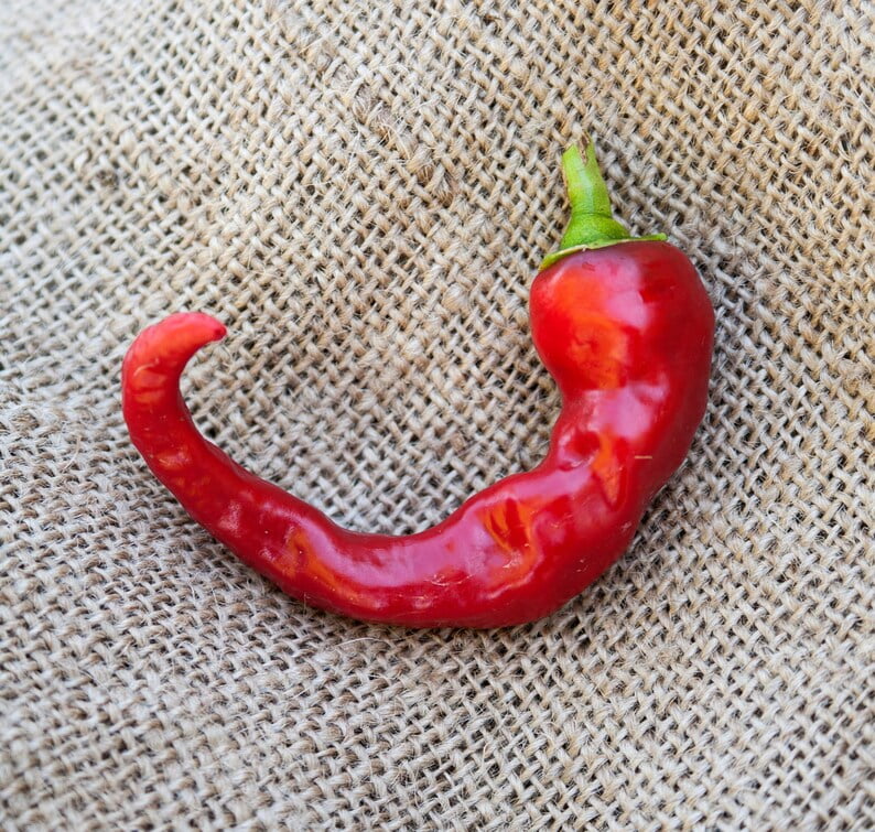 Hot Portugal Chili Heirloom Pepper Premium Seeds Packet