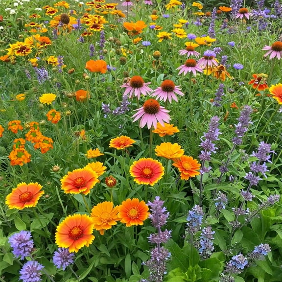 Ferry-Morse Honey Bee Mix Bulk Flower Seeds, 1lb