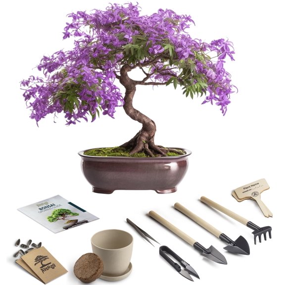 Bonsai Starter Kit - 1x Jacaranda MVR1 Bonsai Tree | Complete Indoor Starter Kit for Growing Plants with Tools & Planters - Gardening Gifts for Women & Men