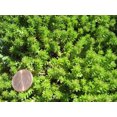 thumbnail image 1 of 25 Spanish STONECROP / SEDUM HISPANICUM Groundcover Flower Seeds, 1 of 5