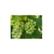thumbnail image 3 of Vino Blanco Hilo Negro Invisible 750 ml, 3 of 3