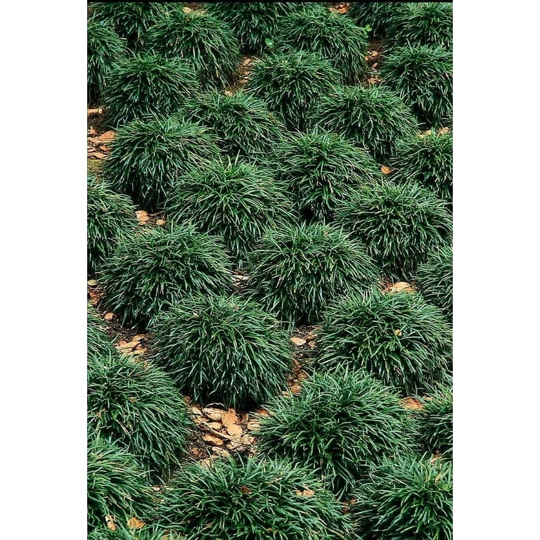 【wordofhonor75】Windflower、Pond Raindrops Colorful Plastic Wind Spinners for Yard and Garden