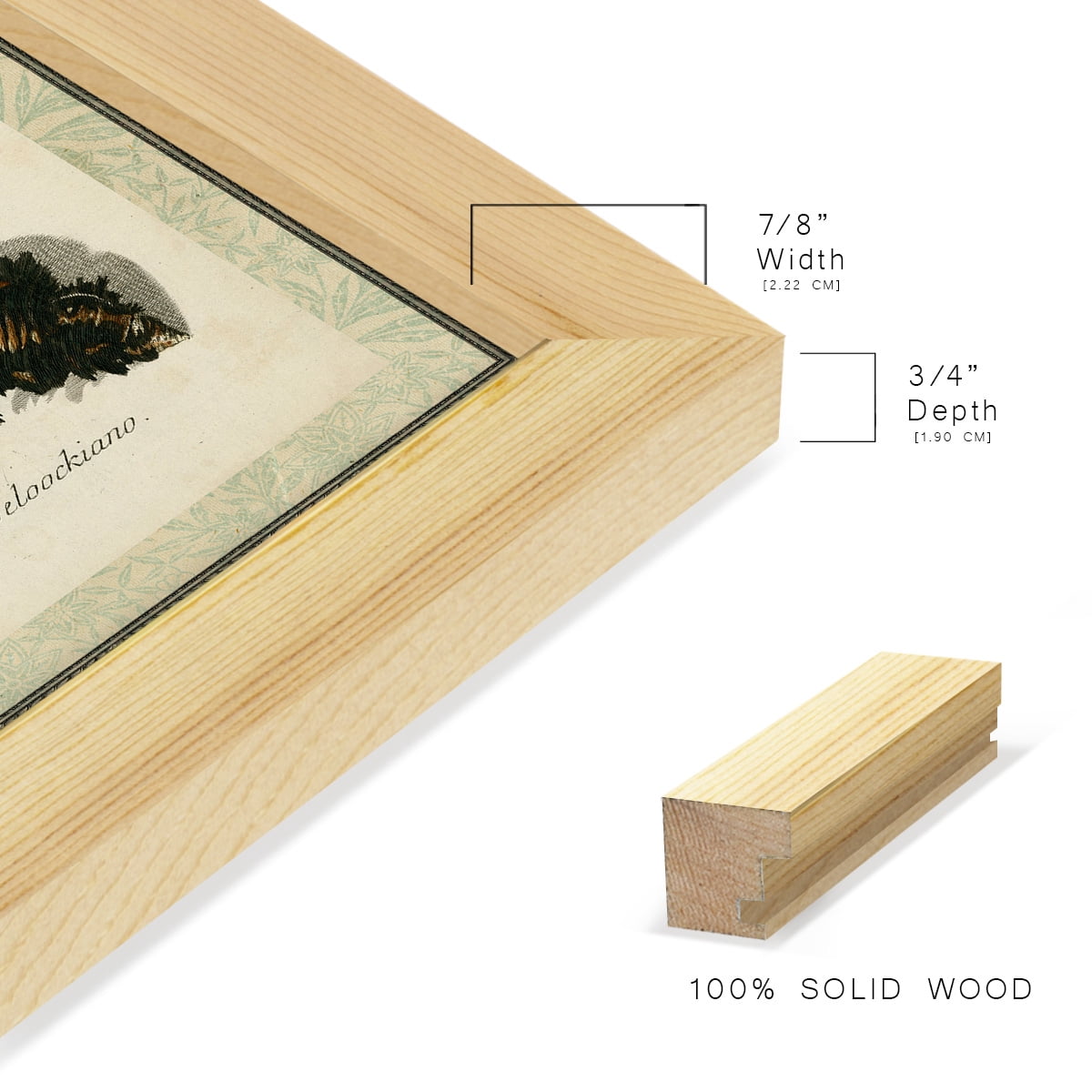 Bookplate Shells I - Framed Print w/glass - Natural Wood