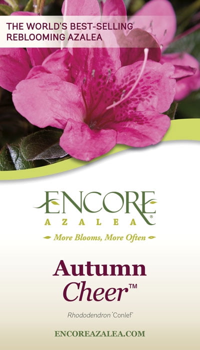 Encore Azalea Autumn Cheer (2 Gallon) Pink Flowering Shrub - Full Sun Live Outdoor Plant