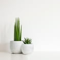 thumbnail image 4 of Olly & Rose Ceramic White Gold Plant Pot Set 2 - 6.7" and 5.5" Indoor Planters Cement Outdoor, 4 of 6
