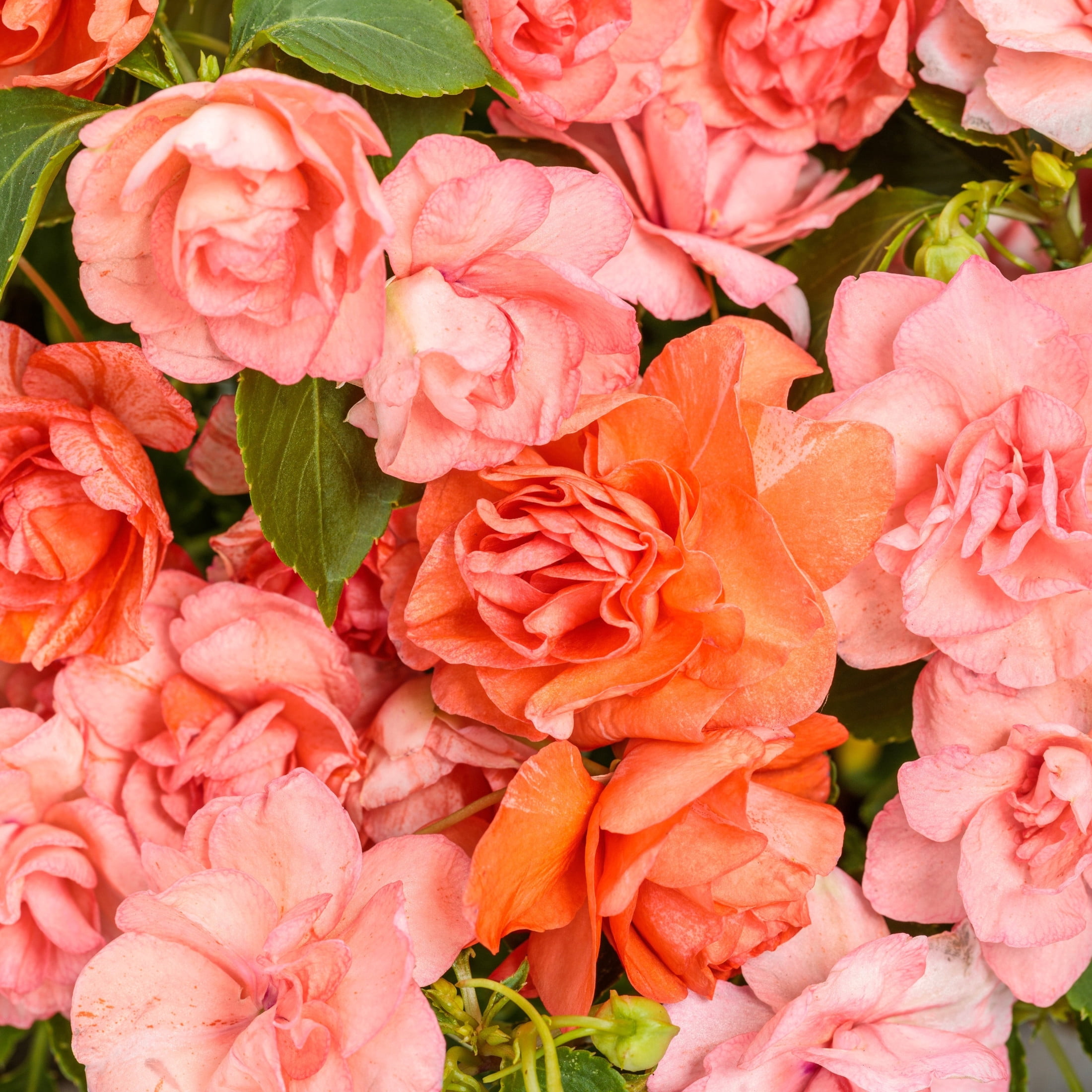 Proven Winners 4" Orange Rockapulco Tropical Shades Double Impatiens Live Plant in 4.25" Pot (4 Count)