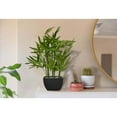 thumbnail image 5 of Westcharm 18 inch Faux Bamboo Plant - Lush Green Artificial Bamboo in Black Pot with River Stones, 5 of 10