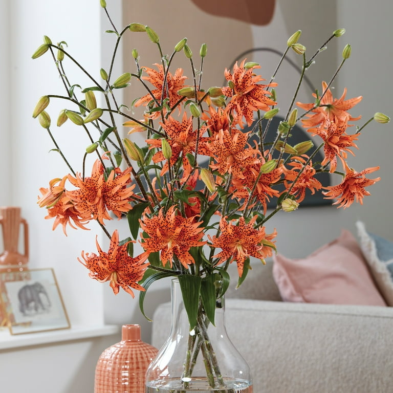 Van Zyverden Lily Double Tiger Orange (Set of 3 Dormant