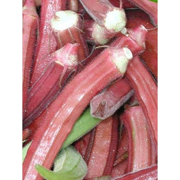 Okra RED Burgundy Great Heirloom Vegetable 500 Seeds